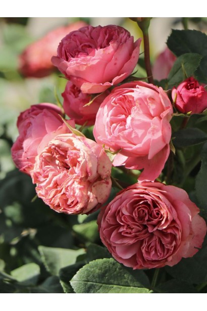 Троянда Плейфул Рококо